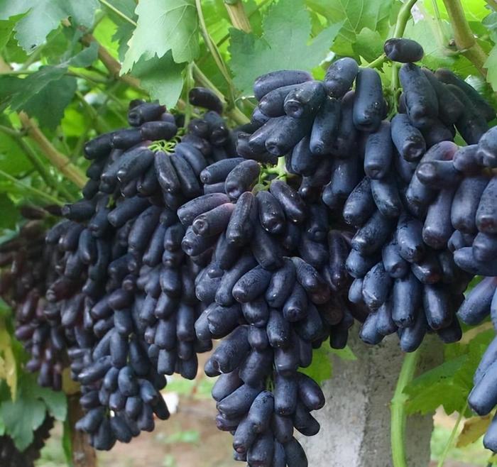 农村种植果树致富好项目_种果树的院子_院子种植致富果