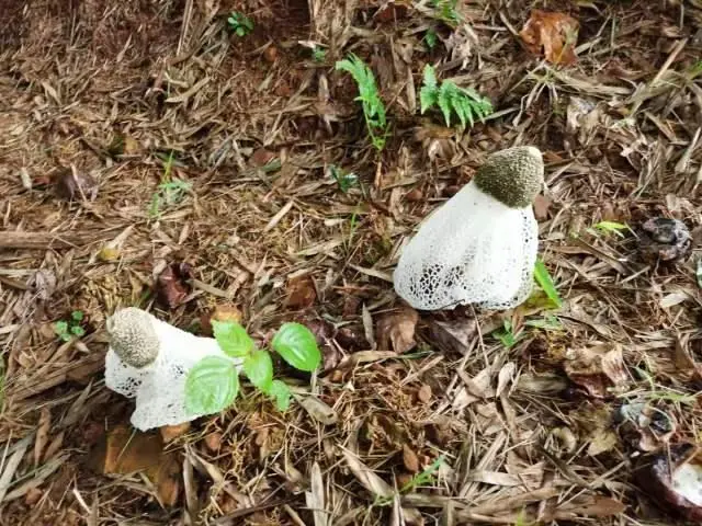 致富种植竹荪视频_致富种植竹荪怎么样_致富经竹荪种植