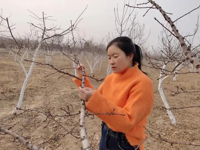 致富种植扁桃图片_扁桃种植技术_扁桃种植致富