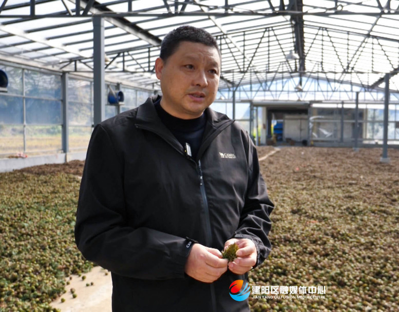 杉木种植利润_杉木种植经济效益如何_杉木种植致富