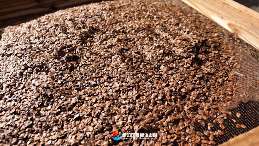 杉木种植致富_杉木种植利润_杉木种植经济效益如何