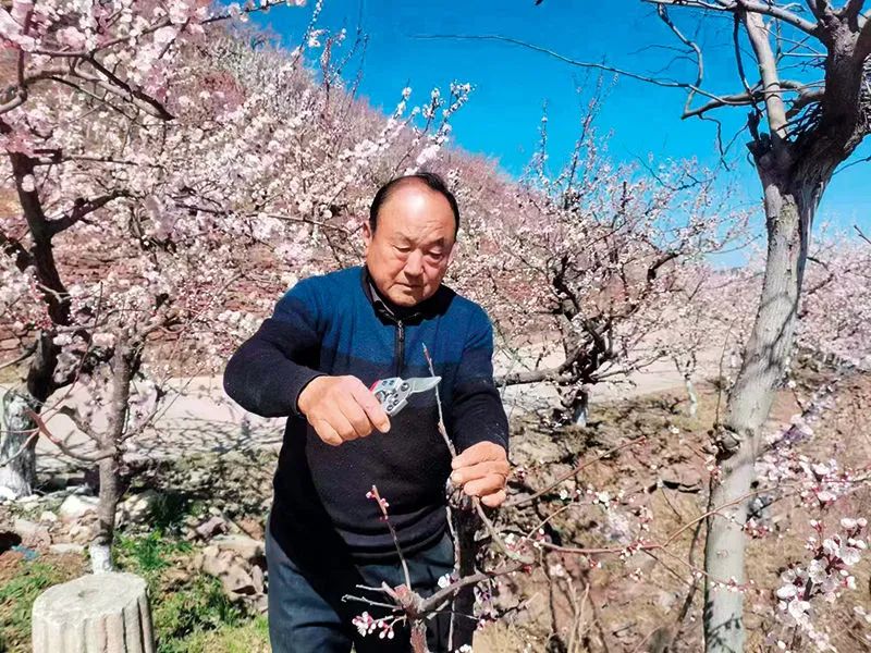 公茂田在獐子崮上精心管理迎春绽放的金甜杏树（2023年3月12日摄）   薛文萍摄