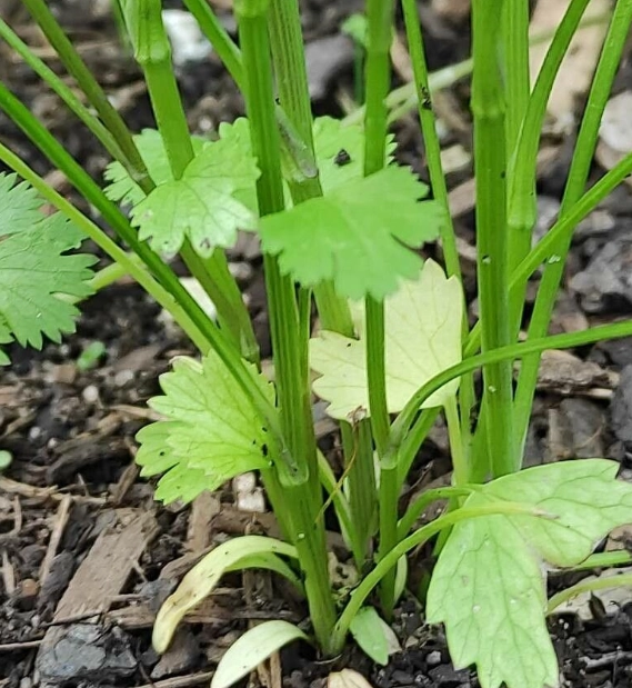 红香菜种植技术视频_香菜种植视频教程_香菜栽培技术视频教程