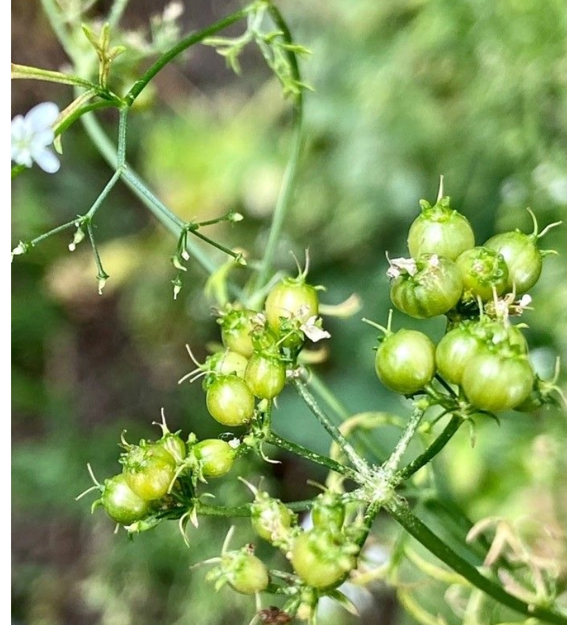 香菜栽培技术视频教程_红香菜种植技术视频_香菜种植视频教程