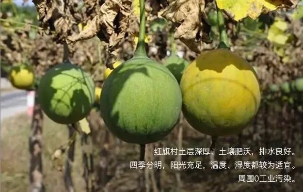 致富村民种植瓜蒌视频_种植瓜蒌挣钱吗_村民种植瓜蒌致富