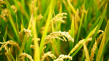 种植瓜蒌挣钱吗_致富村民种植瓜蒌视频_村民种植瓜蒌致富