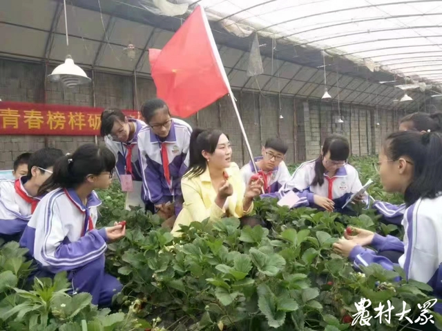 致富经大棚种草莓_大棚种草莓一年赚多少_大棚种草莓赚钱吗