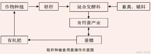 麦秸、稻草不仅不用烧，种植食用菌更是一个赚大钱的好方法！