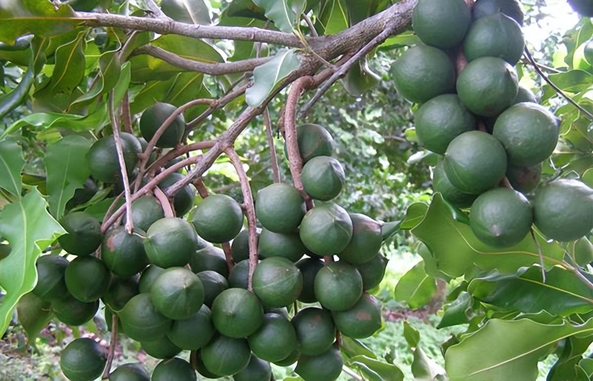 夏威夷果种植技术_夏威夷种植果技术要点_夏威夷的种植方法