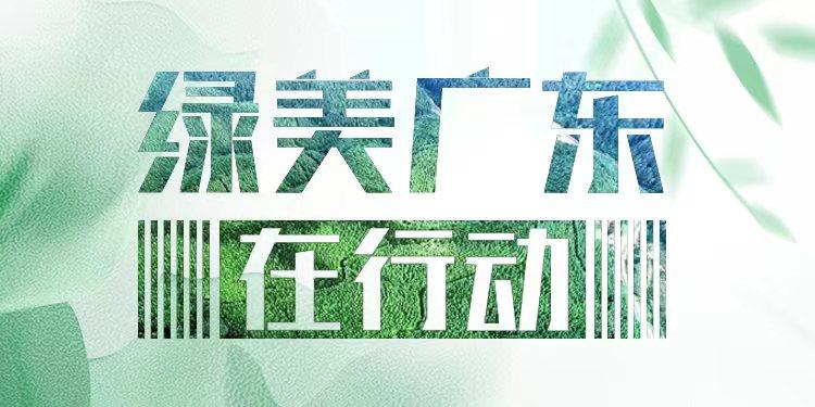 这种南药成熟期亩产值超4000元，已成广东乡村致富好帮手
