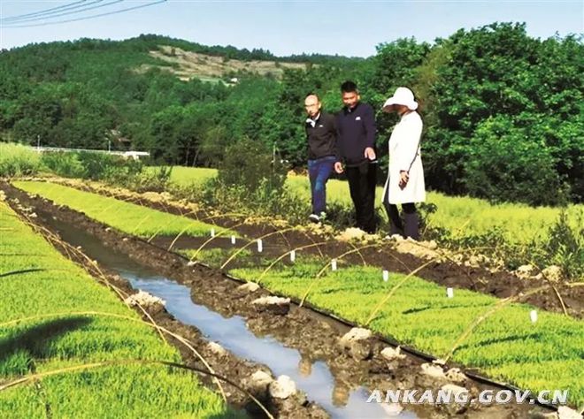 陕南地区适合种植什么_陕南种植物致富_陕南种植啥中药材好
