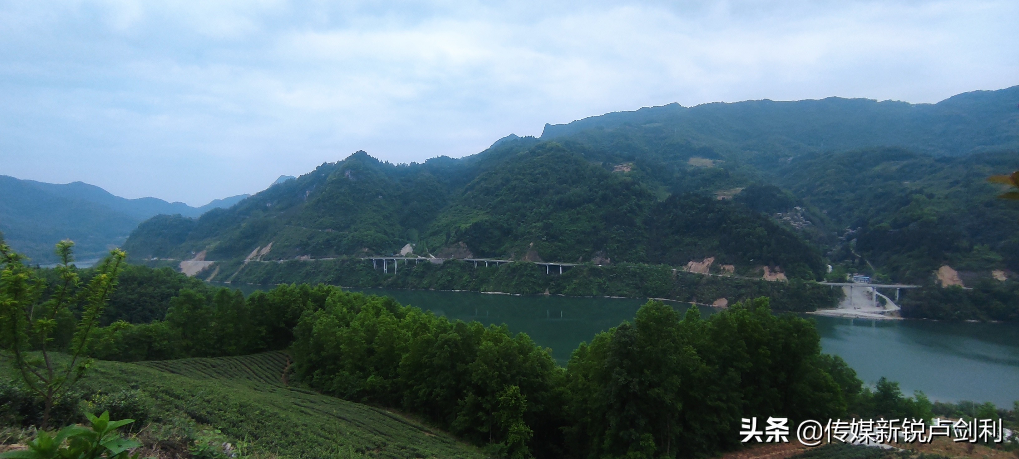 陕南植物类型_陕南种植物致富_陕南地区适合种植什么