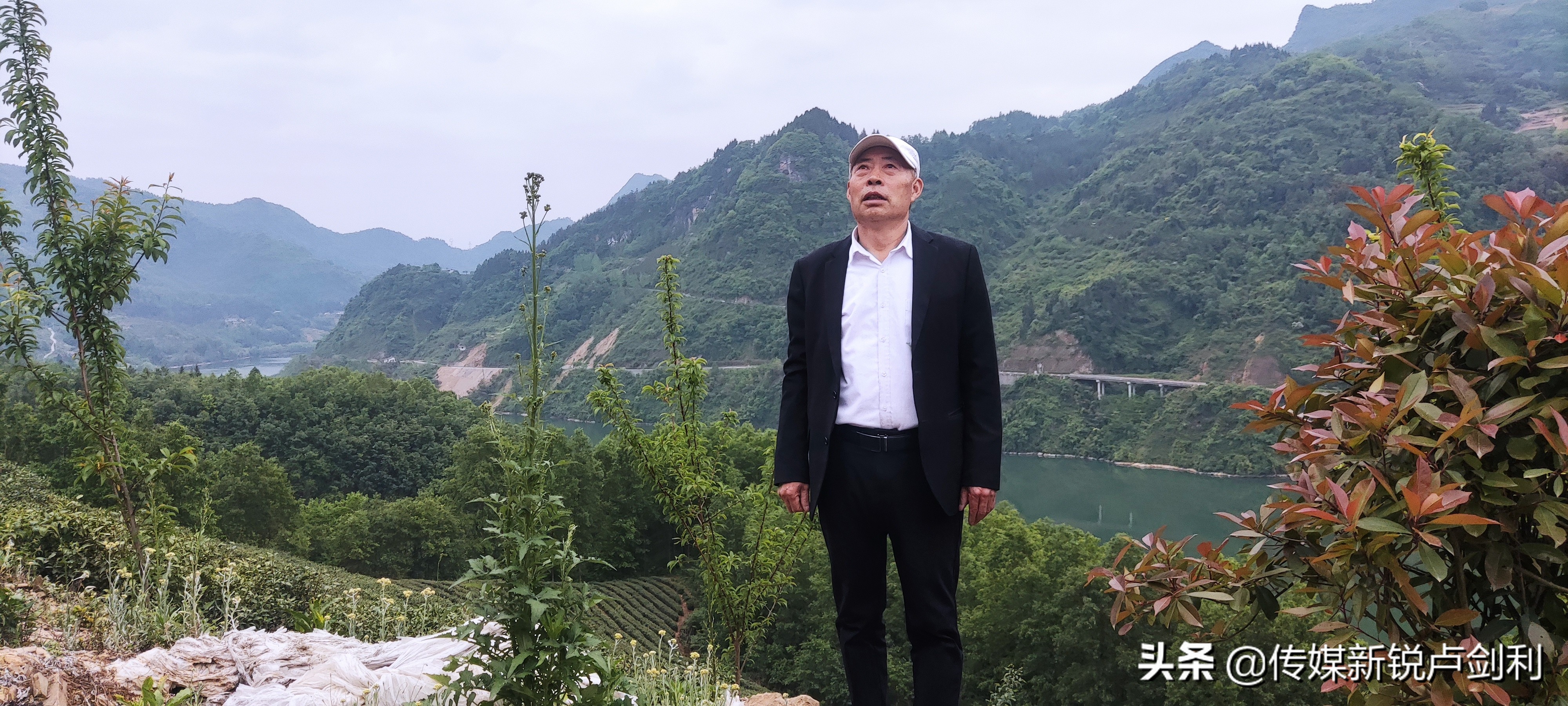 陕南植物类型_陕南地区适合种植什么_陕南种植物致富