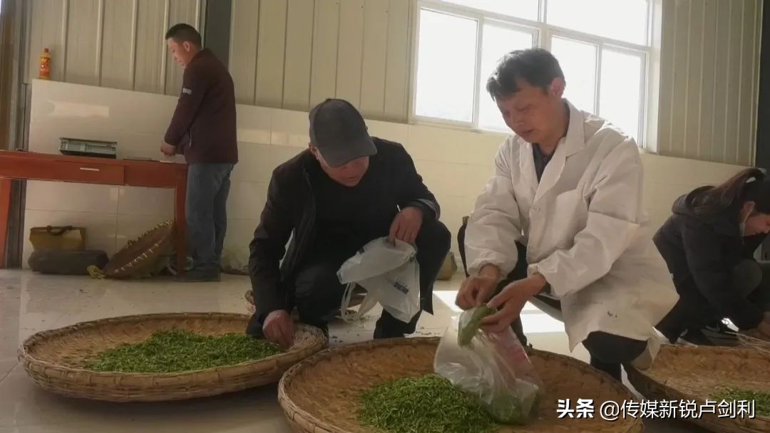 陕南地区适合种植什么_陕南种植物致富_陕南植物类型