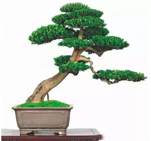 罗汉松树种植技术_种植树技术罗汉松视频教程_罗汉松大树如何种植