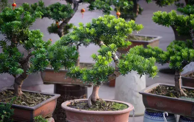 罗汉松树种植技术_种植树技术罗汉松视频教程_罗汉松大树如何种植