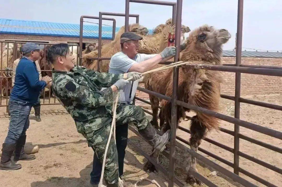 农民致富养殖业_牧民养殖致富项目_致富养殖牧民项目怎么样