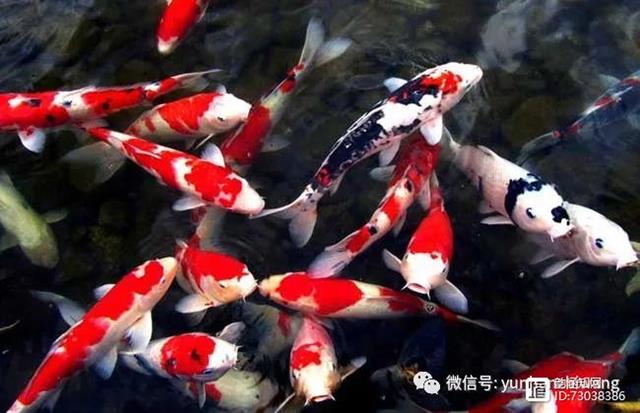 锦鲤常见病防治技术