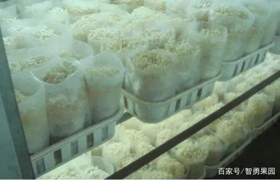 金针菇室内养殖技术_养殖金针菇的视频_养金针菇需要什么条件呢