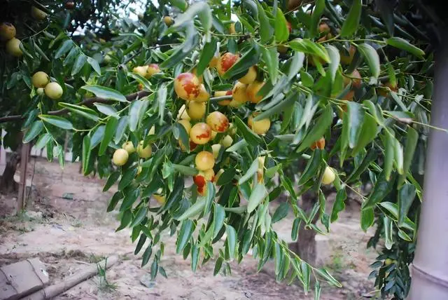致富三农种植枣树视频_种植枣树赚钱吗_三农致富种植枣树