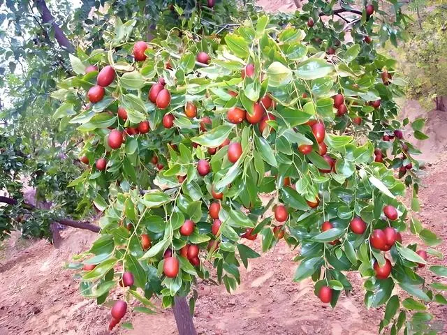 种植枣树赚钱吗_致富三农种植枣树视频_三农致富种植枣树