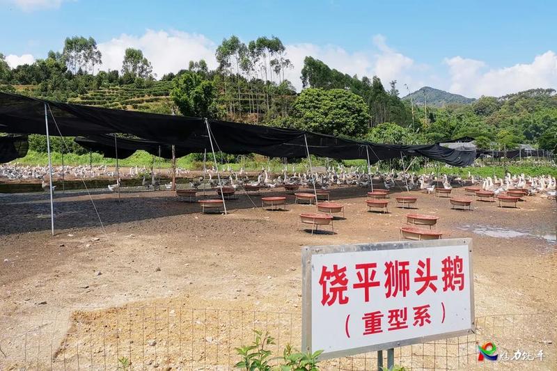 狮头鹅苗养殖技术视频_狮头鹅养殖视频播放_狮头鹅种鹅的养殖技术