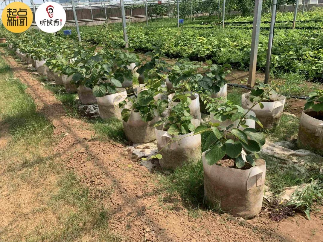 三农致富种植枣树_农广天地枣树种植视频_种植枣树赚钱吗