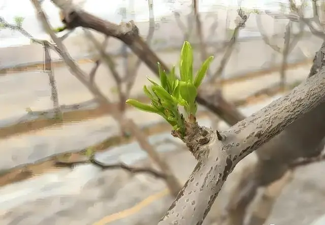三农致富种植枣树_致富三农种植枣树视频_种植枣树赚钱吗