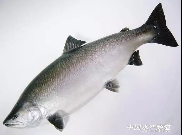 日本先进的养殖技术_日本养殖新闻_日本养殖场
