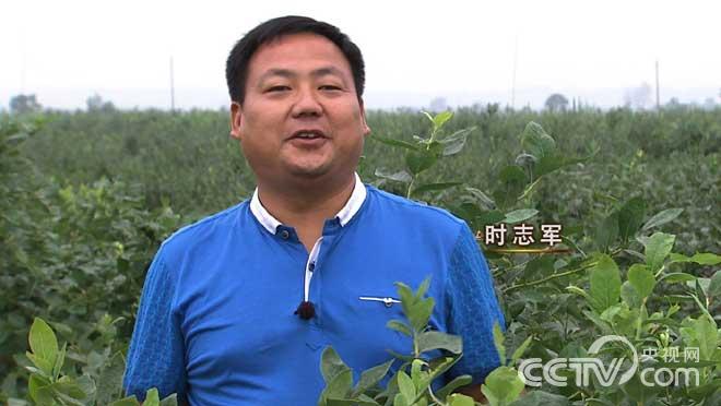 致富经：安徽青年致富榜样 扭转命运的蓝莓 8月4日