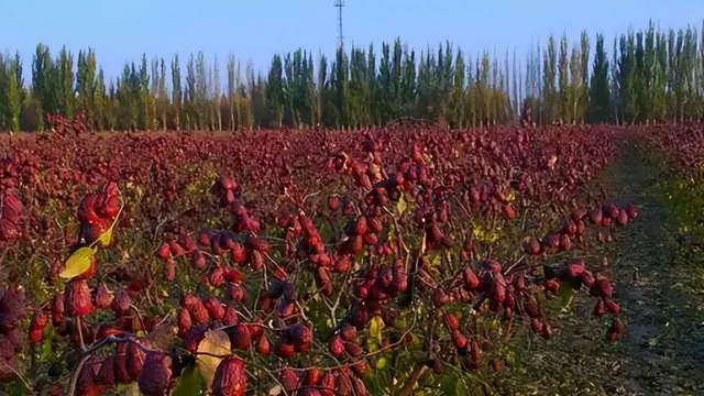 三农致富种植枣树_种植枣树效益怎么样_农广天地枣树种植视频