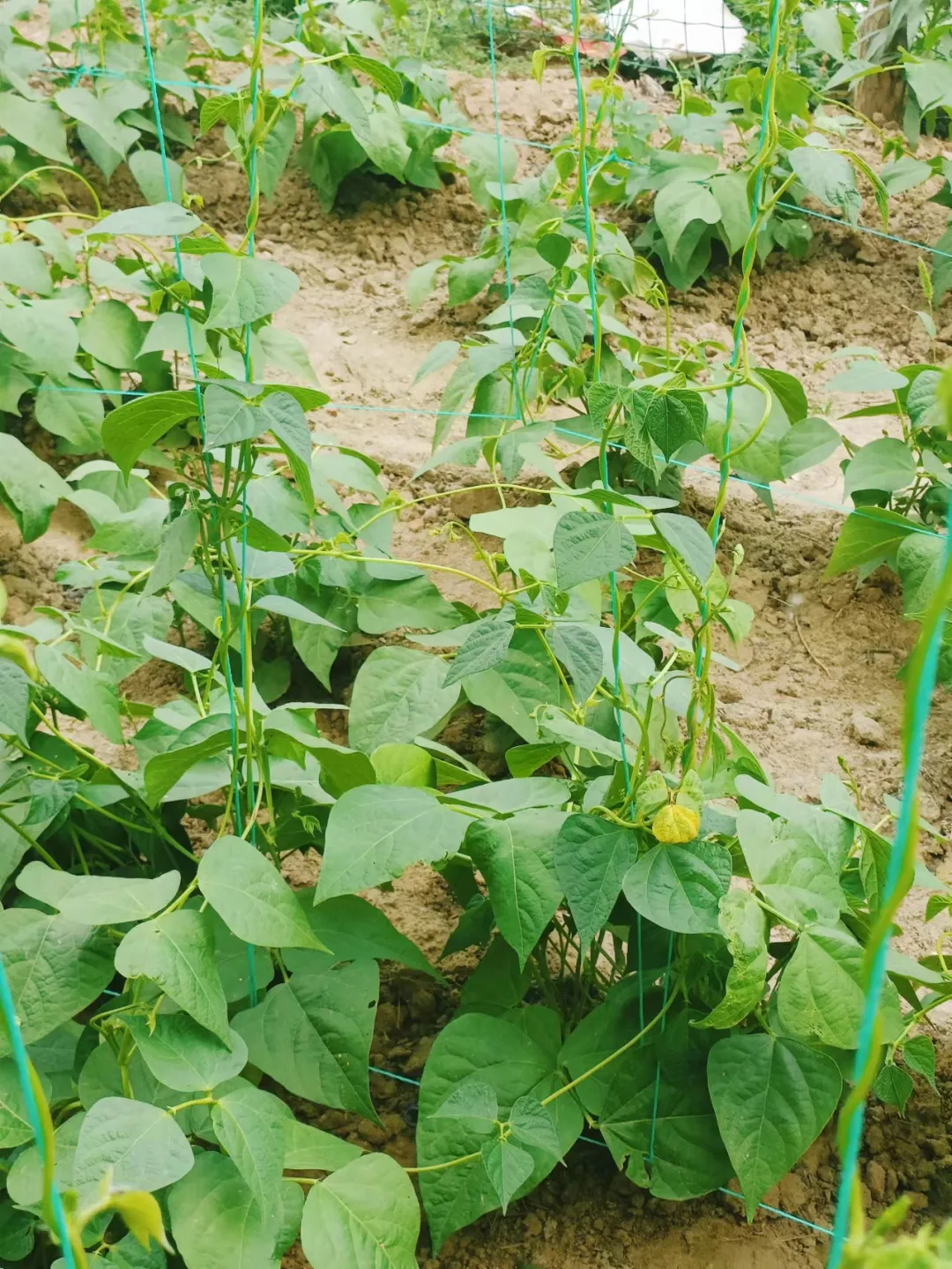 小满过后，8种蔬菜宜种植，耐高温，7-8月收获