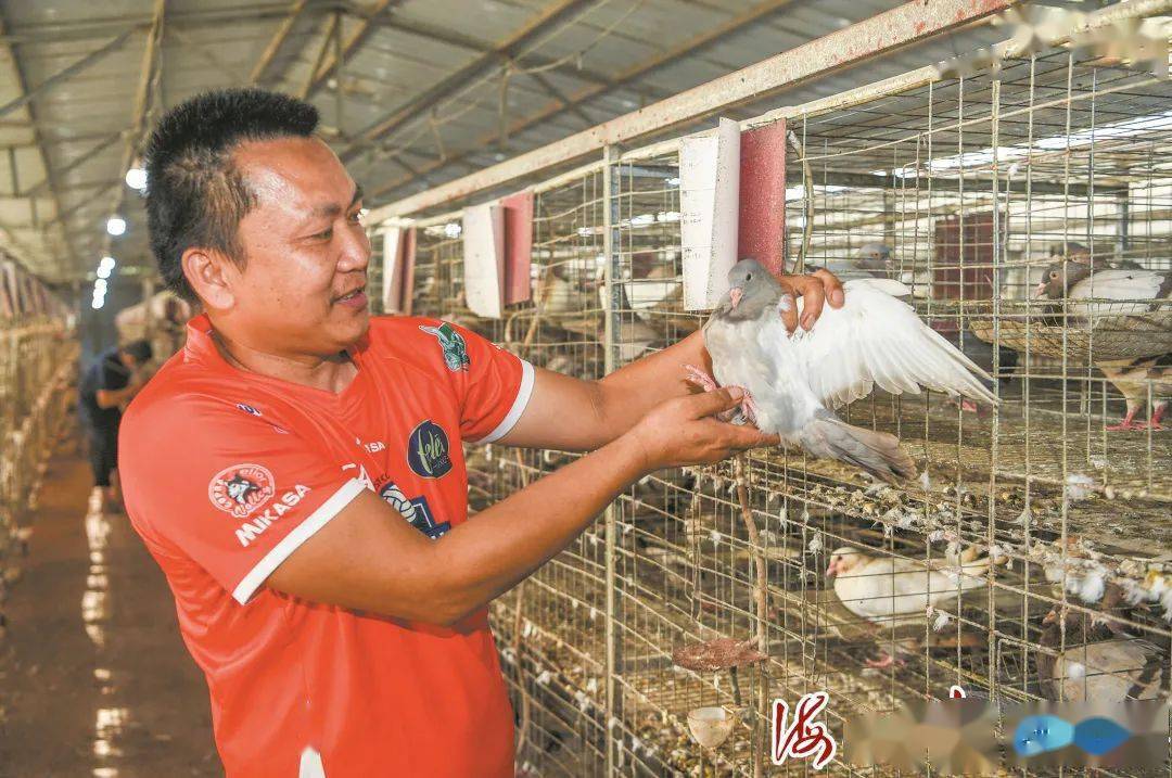 文昌养猪场项目_致富文昌养殖农村有补贴吗_文昌农村养殖致富