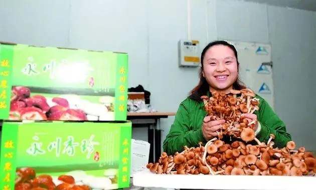 种蘑菇致富能手_致富经菌菇种植_村民种植致富菇
