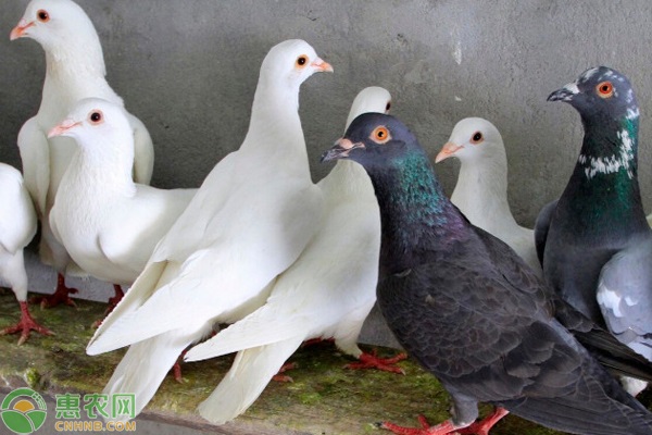 致富经鸽子_鸽子致富经_致富经鸽子养殖视频