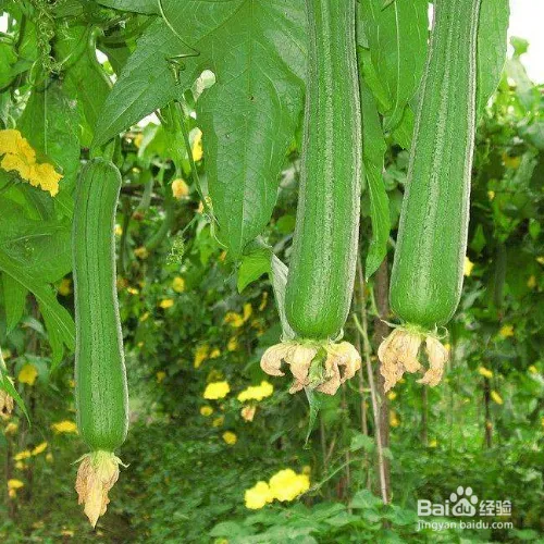 丝瓜露天种植时间和方法