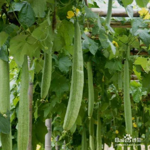 丝瓜露天种植时间和方法