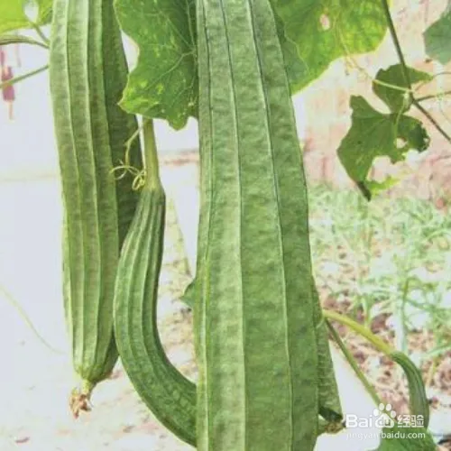 丝瓜露天种植时间和方法