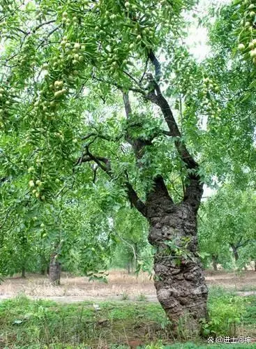 枣树生长习性、品种及种植技术介绍