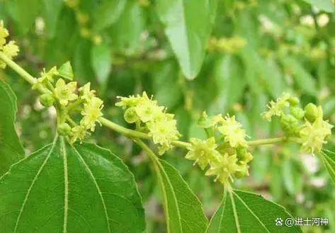 致富三农种植枣树视频_三农致富种植枣树_种植枣树赚钱吗