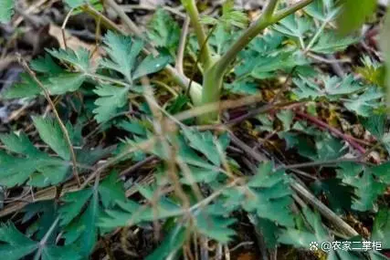 山东秋西胡种植技术_秋延后西胡芦种植_秋西胡芦啥时候种