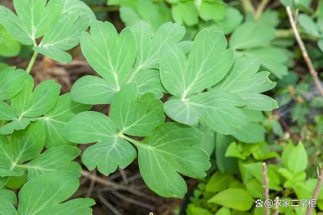 山东秋西胡种植技术_秋西胡芦啥时候种_秋延后西胡芦种植