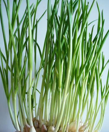 视频种植蒜苗管理技术方法_蒜苗种植管理技术视频_种植大蒜苗视频
