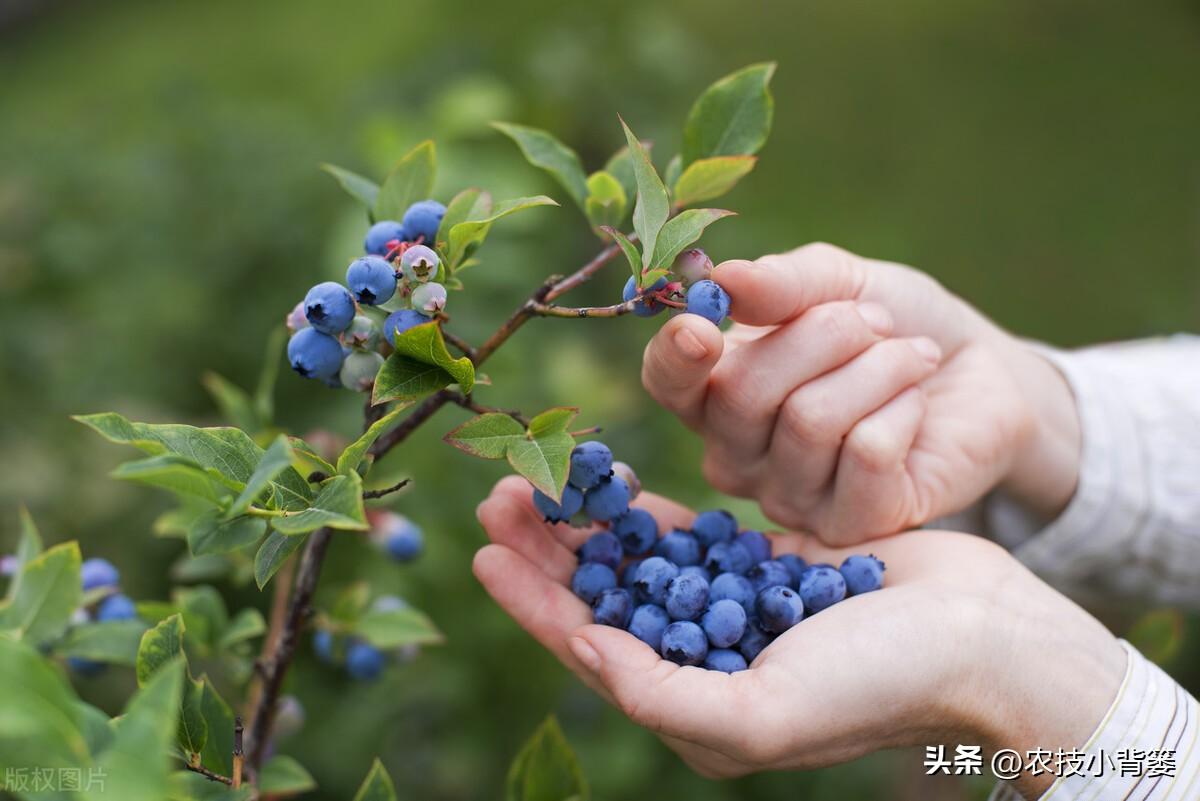 蓝莓种植技术_蓝莓的种植技术与前景_蓝莓种植条件和技术