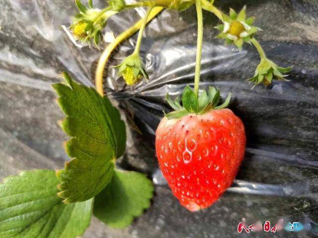 新闻致富种植牛肝菌是真的吗_种植牛肝菌致富新闻_新闻致富种植牛肝菌视频