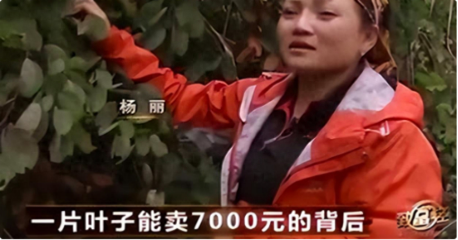 致富经饺子_饺子赚钱_饺子赚大钱
