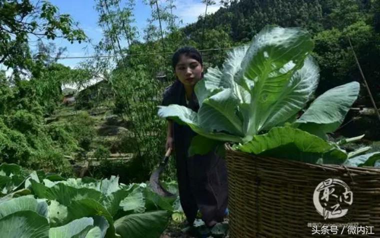 养殖豪猪骗局曝光_豪猪养殖致富视频_视频致富养殖豪猪是真的吗