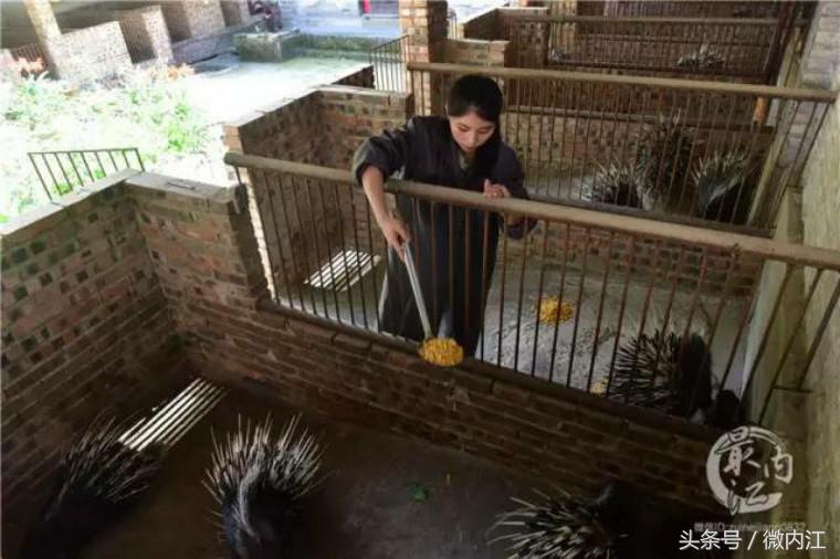 养殖豪猪骗局曝光_豪猪养殖致富视频_视频致富养殖豪猪是真的吗