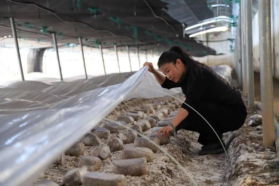 农村菌类种植致富_农村菌类种植项目大全_致富种植农村菌类产品