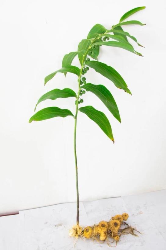 桑黄种植技术视频播放_种植阜阳技术桑黄怎么样_阜阳桑黄种植技术